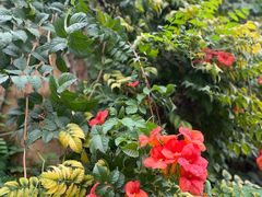 -三圣花乡旅游区