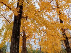 -肯德基(蓝谷地DT店)