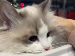 -伟伟宠物医院·瑞派猫友好医院·猫科(光谷店)
