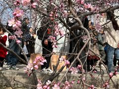 -桃花堤公园