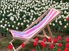 -洛阳郁金香牡丹园