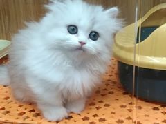 -欣宠猫屋·矮脚拿破仑·蓝金金渐层