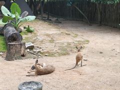 -深圳野生动物园