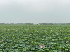 -天津东丽湖风景区