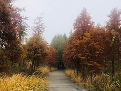 -溱湖国家湿地公园