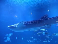 -烟台海昌鲸鲨海洋公园