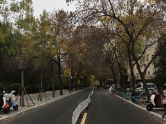 -三里屯东五街银杏大道