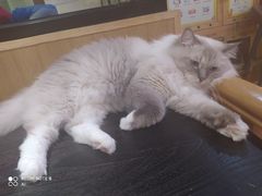 -滚猫咖啡·猫咖·猫友好撸猫(未来城店)