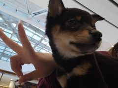 -柴犬小屋·柴餐厅·狗咖食堂(金鼎广场店)