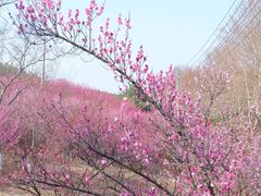 -游子山休闲旅游区