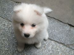 -潘氏凉皮(迎宾南路店)