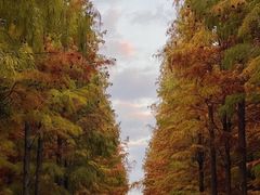 -昆山城市生态森林公园