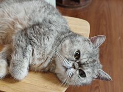 -楼上猫咖(罗湖店)