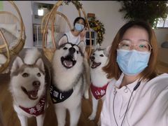 -Husky Go! 哈士奇体验馆·宠物咖啡厅狗咖