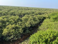 -北海金海湾红树林生态旅游区