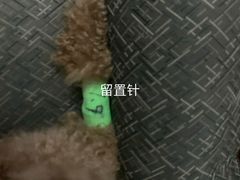 -奈斯宠物医院·核磁CT·异宠专科·内镜(中南店)