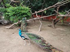 -广州长隆飞鸟乐园