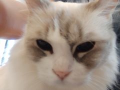 -有喵·猫咖·狗咖·30几只猫10只小狗(岗厦店)