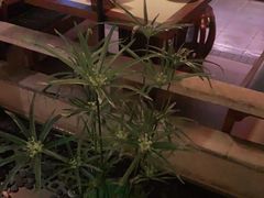 -佬麻雀·新湘菜(珠海金发购物中心店)