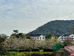 -树山生态村