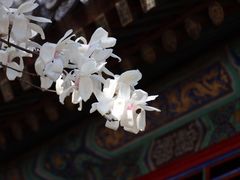 -潭柘寺景区