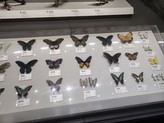 -四川大学博物馆