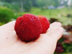 -铁山坪森林公园