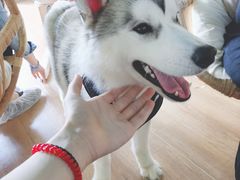 -Husky Go! 哈士奇体验馆·宠物咖啡厅狗咖