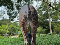 -深圳野生动物园