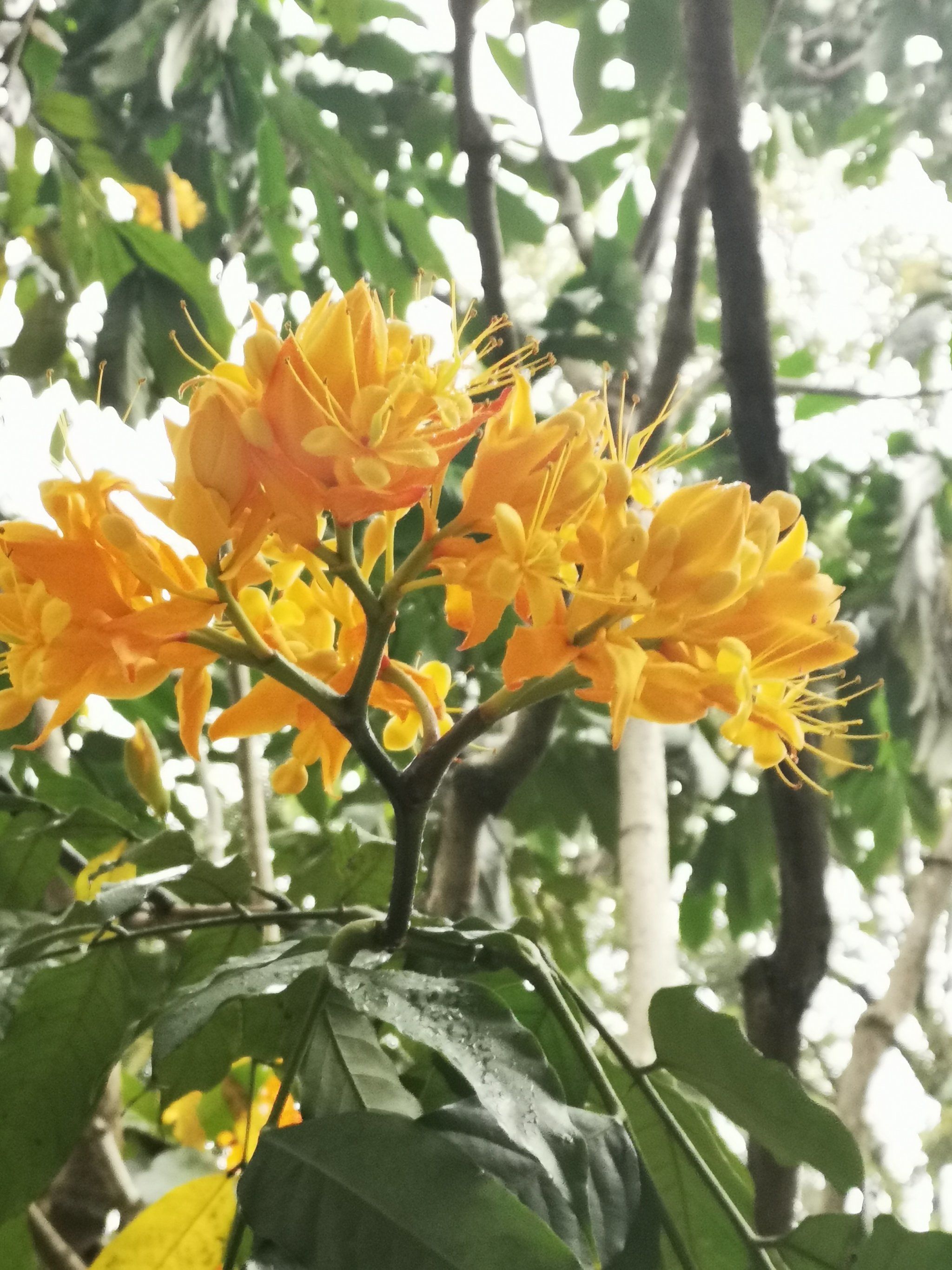 无忧花树无忧花
