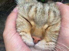 -喵屿·大理花园猫咖