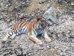 -栾川竹海野生动物园