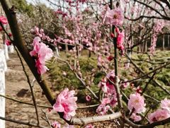 -上海海湾国家森林公园