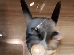 -白兔子密室(长寿路店)