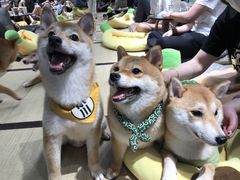 -逗柴咖啡屋·狗咖猫咖宠物桌游