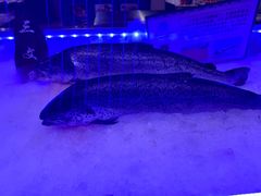-海韵之星邮轮水会(明发商业广场店)
