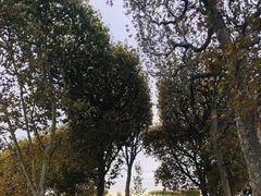 -杜乐丽花园
