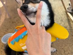 -爪吧宠物乐园 (温榆河示范区店)