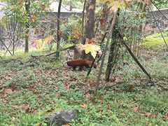 -都江堰中华大熊猫苑