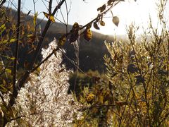 -塞罕坝国家级自然保护区