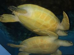 -北国之春国宴(乌兰察布店)