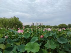 -太阳宫公园