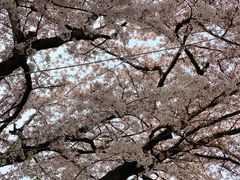 景观位-莲洞本家