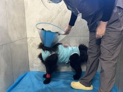 -北京派仕佳德动物医院·超导核磁·CT·神经科·骨科·内外科·急重症管理中心