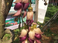 -牛鱼嘴原始生态风景区