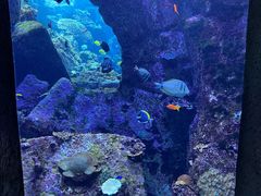 -迪拜水族馆及水下动物园