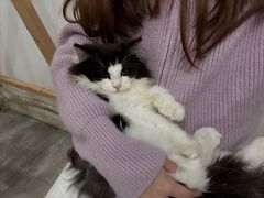 -楼上猫咖(罗湖店)