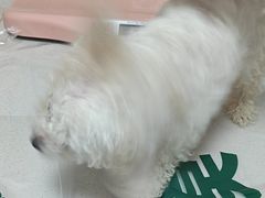 -瑞派宠物医院·24h·骨外科·皮肤科·全科宠物医疗转诊中心(沈阳浑南院)