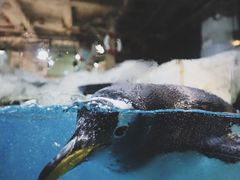 -大连圣亚海洋世界