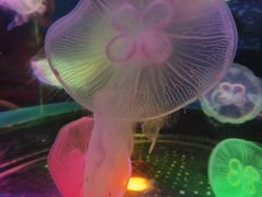 -太平洋海底世界